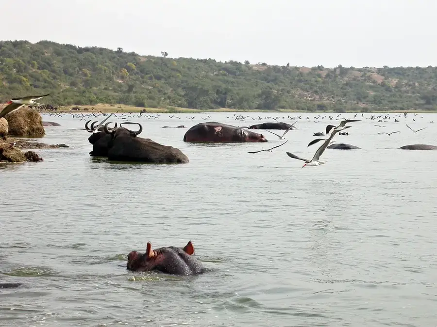 Canalul Kazinga — Hoima (Uganda)