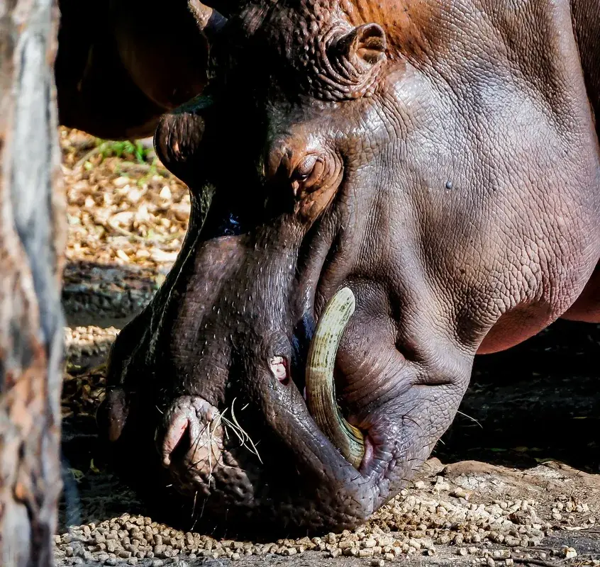 Mombasa Tusks — Mariakani (Kenia)