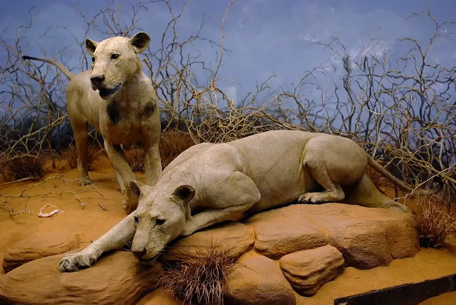 Tsavo — Pădurea Tsavo (Kenya)