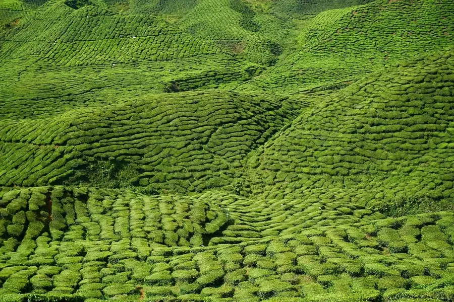 Kericho – Teaültetvények — Laikipia-felföld (Kenya)