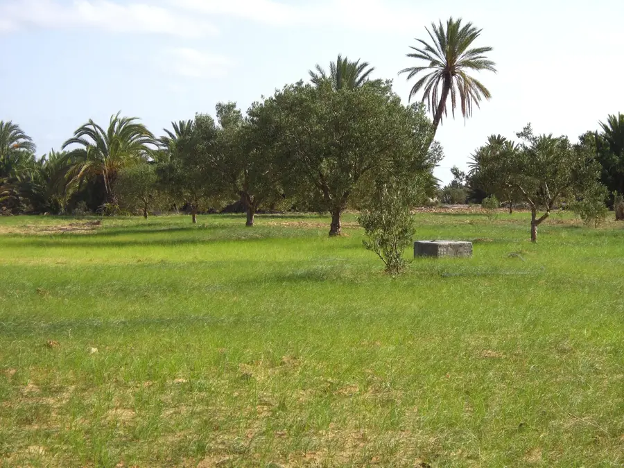Insulele Kerkenna — Bau (Sudan)