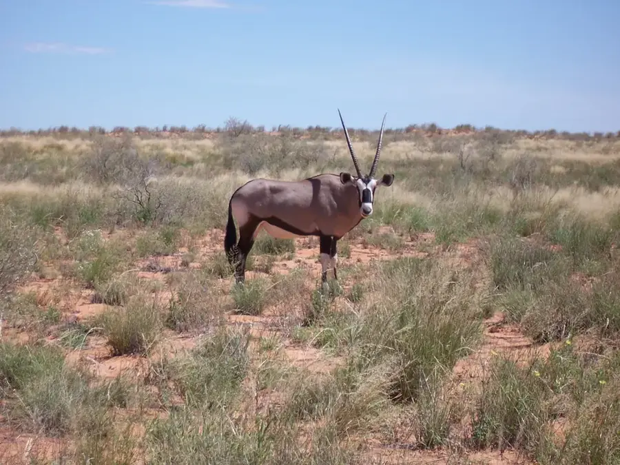 Khama Rhino Schutzgebiet — Matloutse-Fluss (Botsuana)