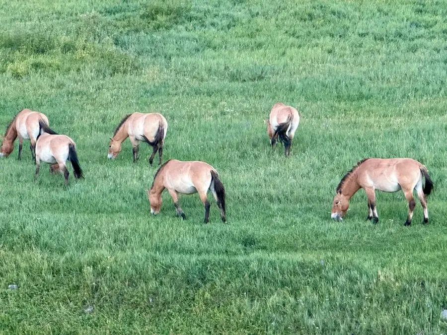 Hustain Nuruu Nemzeti Park — Darhan (Mongólia)