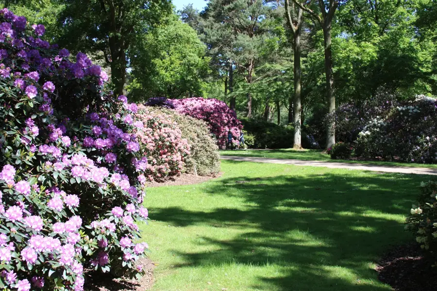 Rhododendron-Park Bremen — Vegesack (Deutschland)