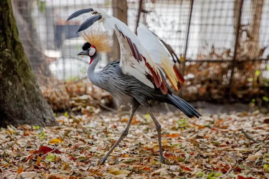 Grădina Zoologică din Kinshasa — Maluku (Congo - Kinshasa)