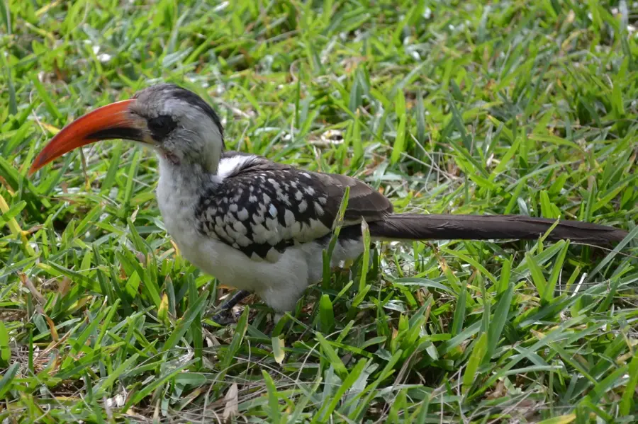 Kololi Strand — Sukuta (Gambia)