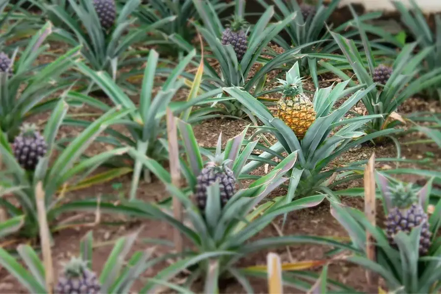 Plantație de ananas Congo