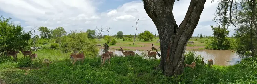 Kruger-Nationalpark — Tzaneen (Südafrika)