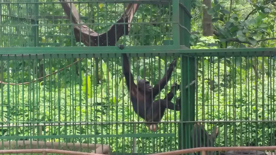 Kumasi Zoo — Offin (Ghana)