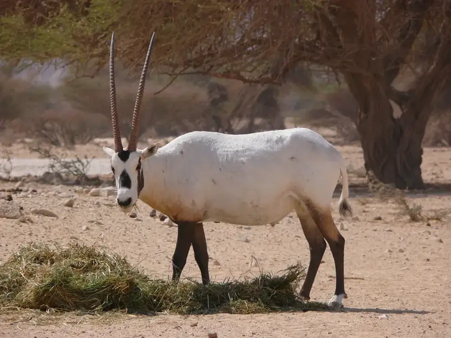 Kuwait Zoo (Kuwait)