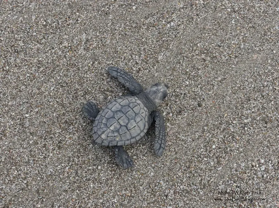 La Flor Wildlife Refuge — Tola (Nicaragua)