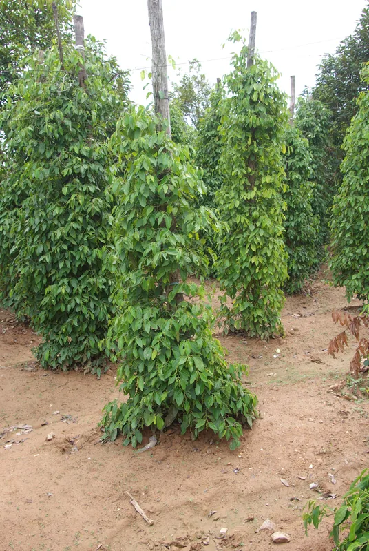 La Plantation Kampot — Hà Tiên (Vietnam)