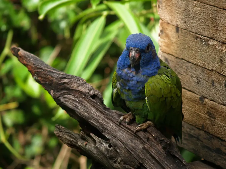 La Senda Verde — Illimani (Bolivia)