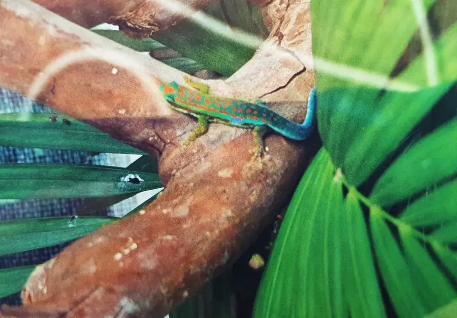 Parcul Natural La Vanille — Rezervația Naturală Heritage (Mauritius)