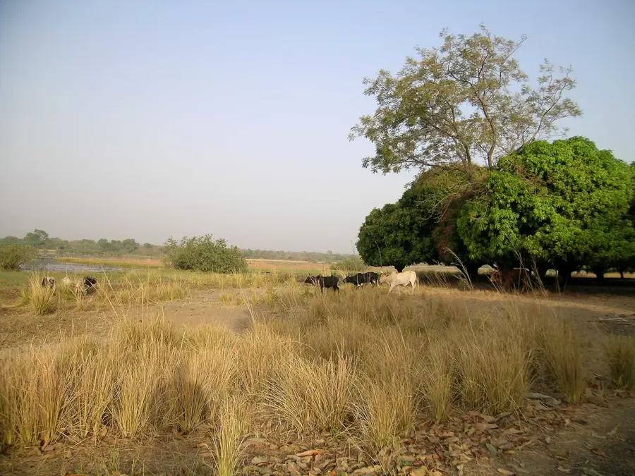 Tengrela-tó — Ouangolodougou (Elefántcsontpart)