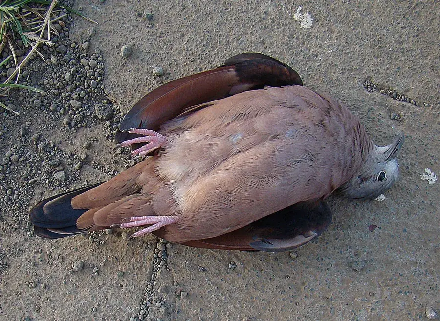 Nejapa Lagoon — Guayape (Honduras)