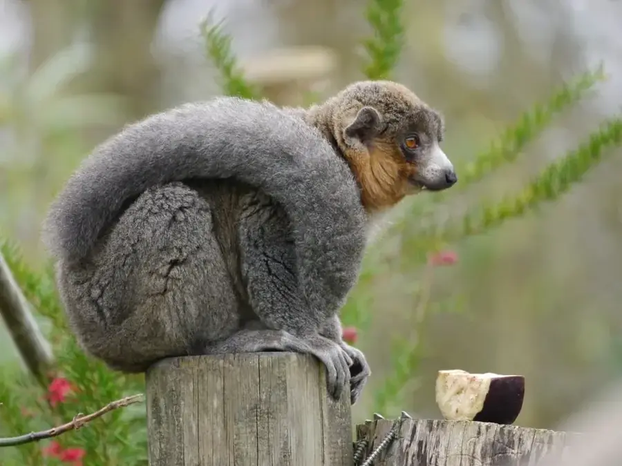 Lacul Alaotra — Rafinăria Ambatovy (Madagascar)