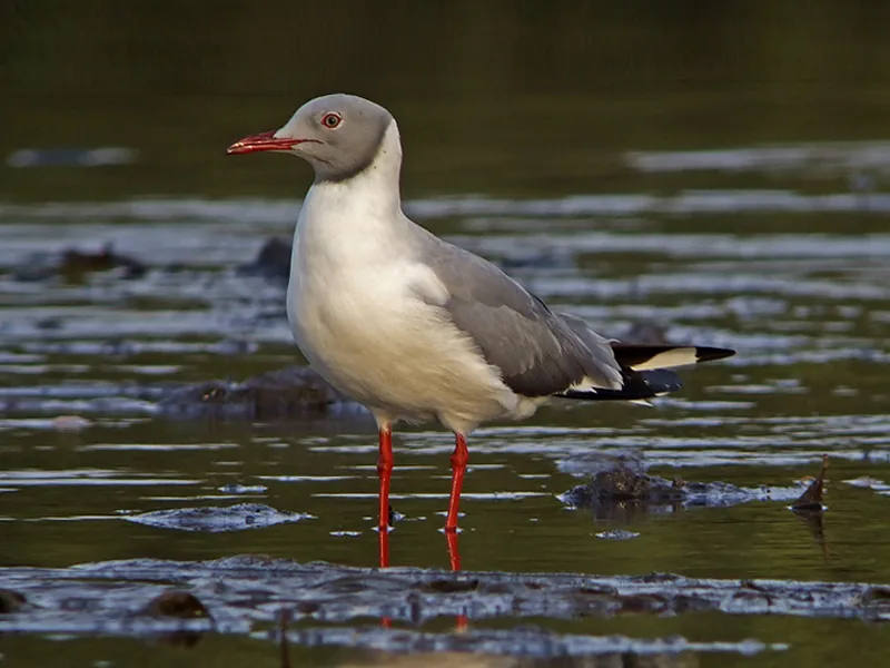 Tschadsee Papyrus-Felder