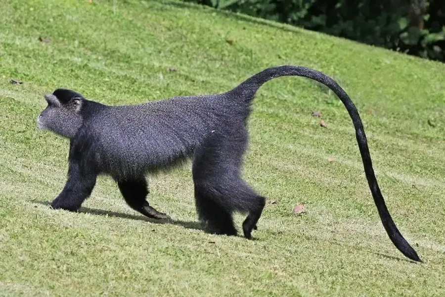 Țărmurile lacului Kivu