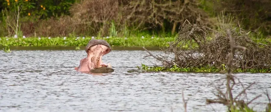 Naivasha-tó — Elementaita-tó (Kenya)