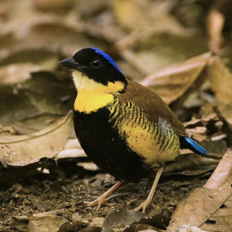 Lenya Nemzeti Park — Ranong kikötő (Thaiföld)
