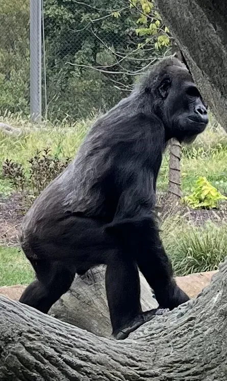 Jua