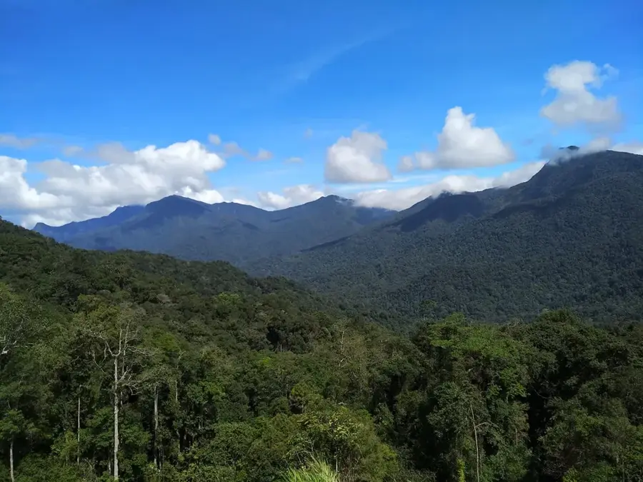 Putu Range Forest