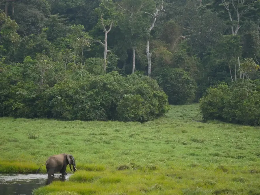 Likouala Parrot Habitats