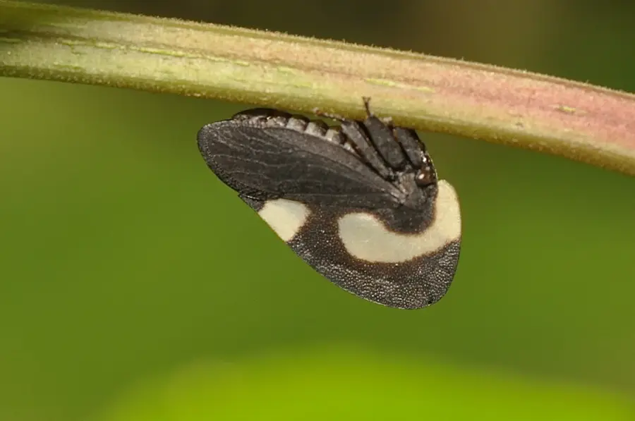 Rezervația Biologică Limoncocha — Mocoa (Columbia)