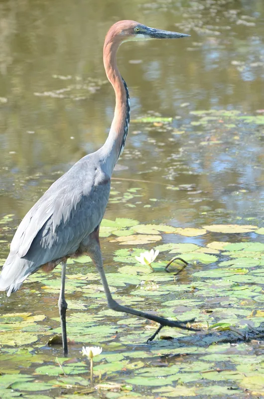 Limpopo-Nationalpark — Massingir (Mosambik)