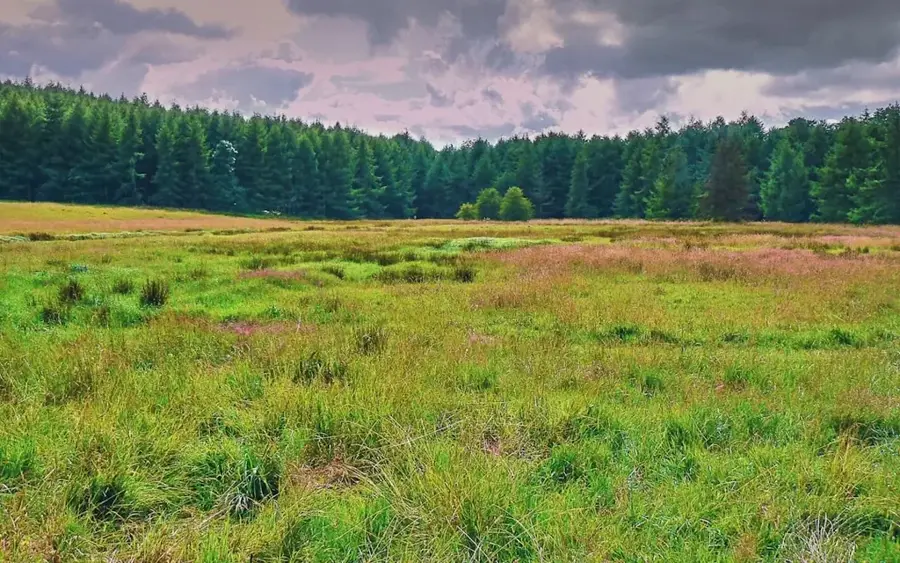 Gražutė Regional Park — Hara Forests (Iran)