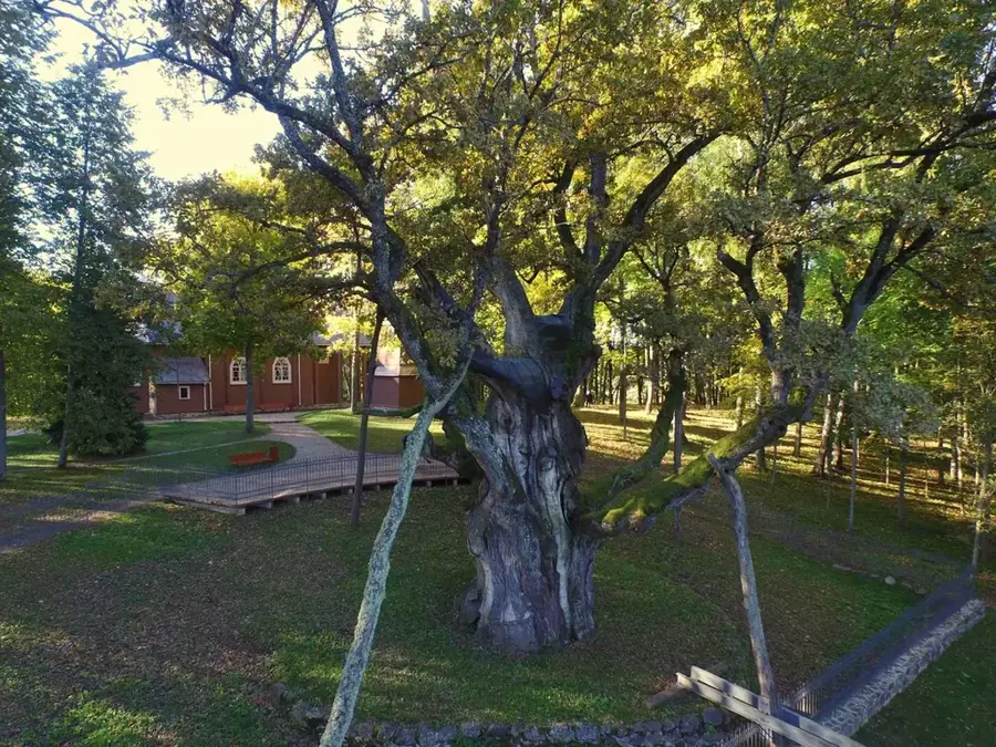 Stelmužė Oak — Hara Forests (Iran)