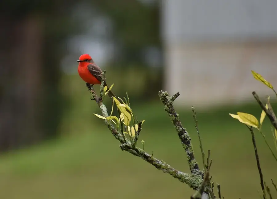 Little Belize — Sarteneja (Belize)