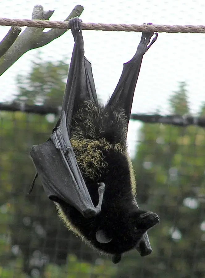 Livingstone's Fruit Bat Habitat — Barakani (Comoros)