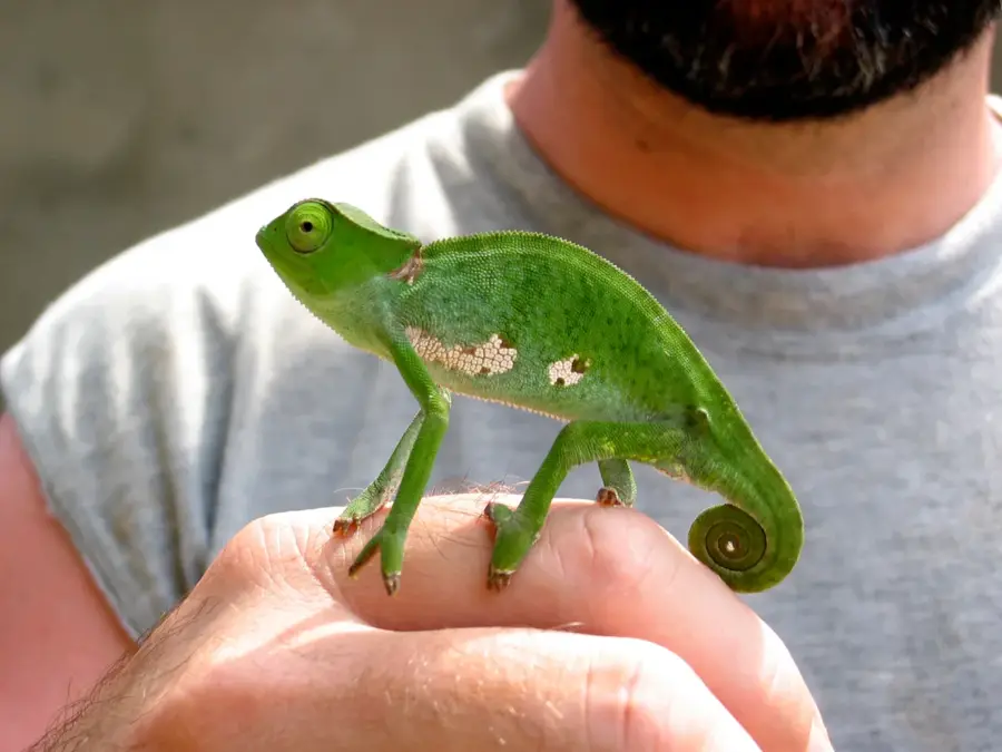 Lobé-Wasserfälle — Sangmélima (Kamerun)