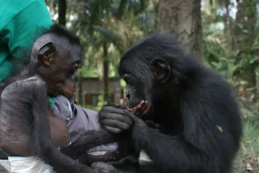 Lola ya Bonobo Sanctuary
