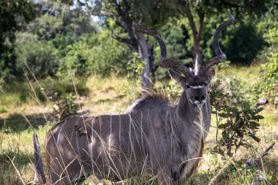 Regiunea sursei Luangwa — Valea Luapula (Zambia)
