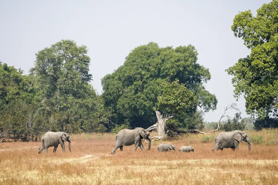 Luangwa Wildlife Sanctuary — Chipata Maize Fields (Zambia)