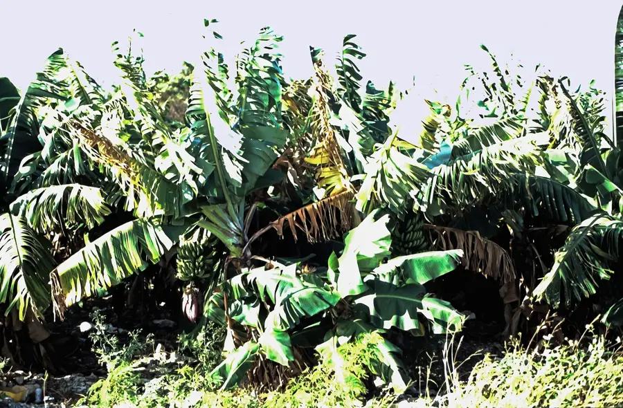 Lucayan Indian Burial Ground — Cecil (Bahamas)