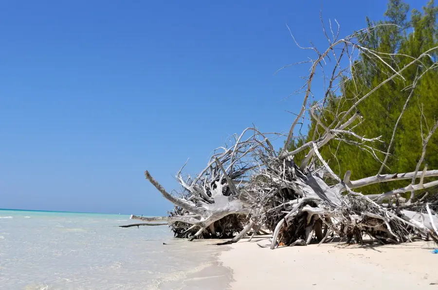 Lucayan National Park Wildlife