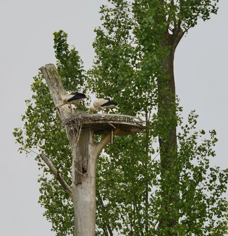 Messtal