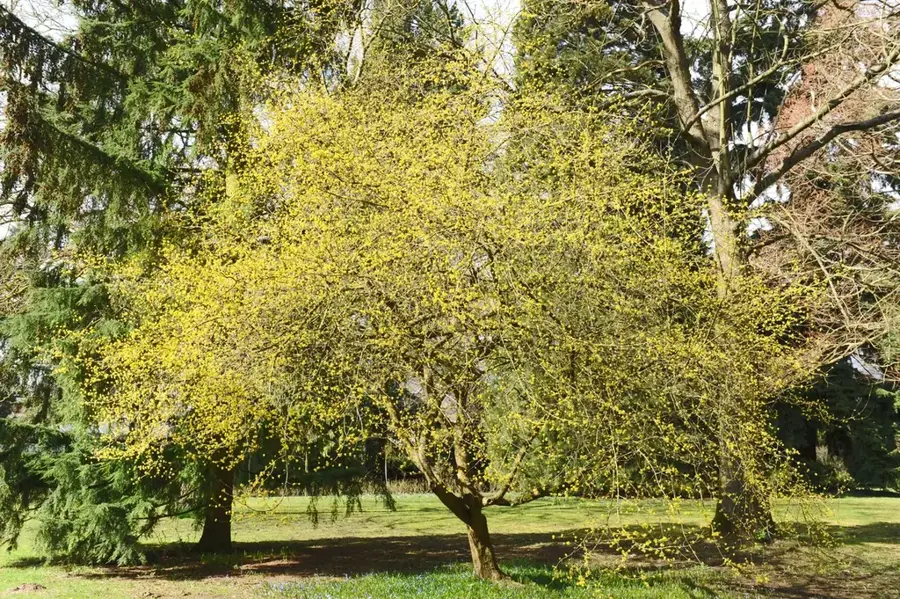 Parcul Tony Neuman — Bertrange (Luxemburg)