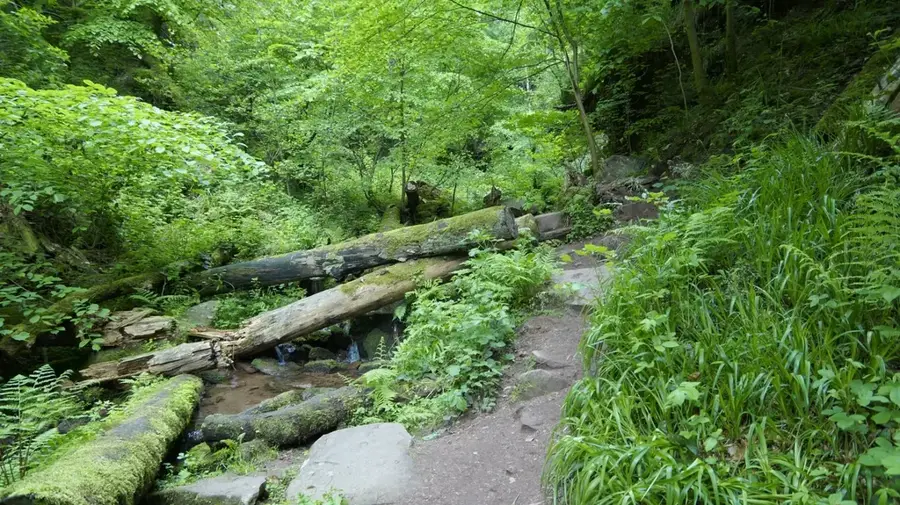 Wolfsschlucht — Sauer River (Luxembourg)