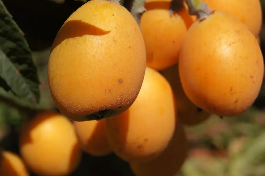 Berkane (Maroc)