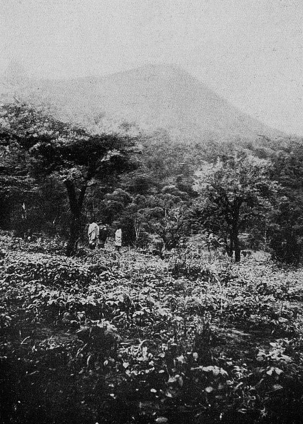 Mabla-Wald — Obock (Dschibuti)