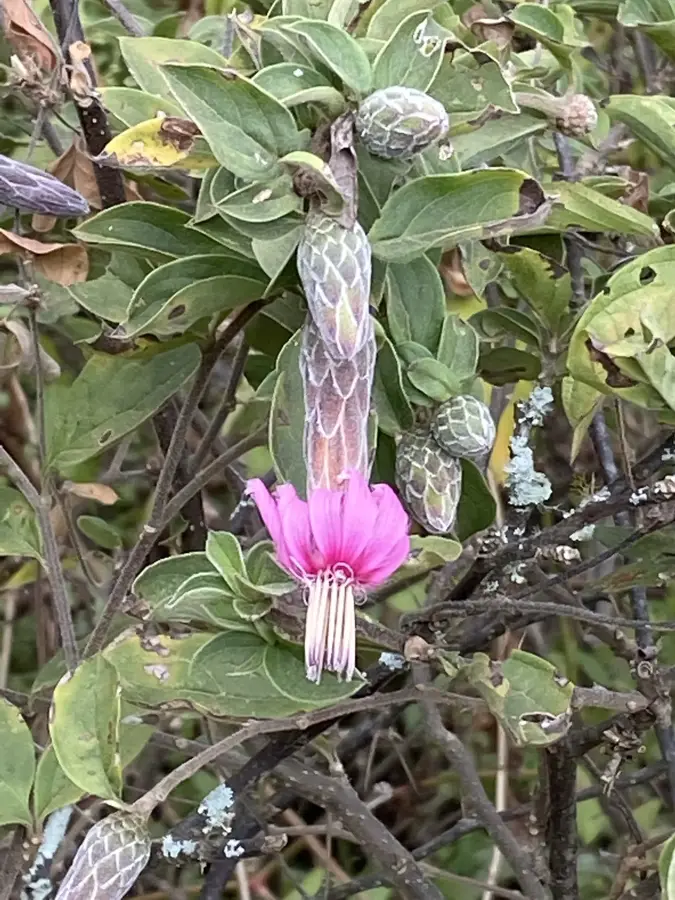Macará — Pasaje (Ecuador)