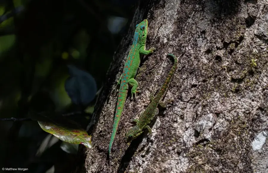 Macchabée Forest — Gros Cailloux Leisure Park (Mauritius)