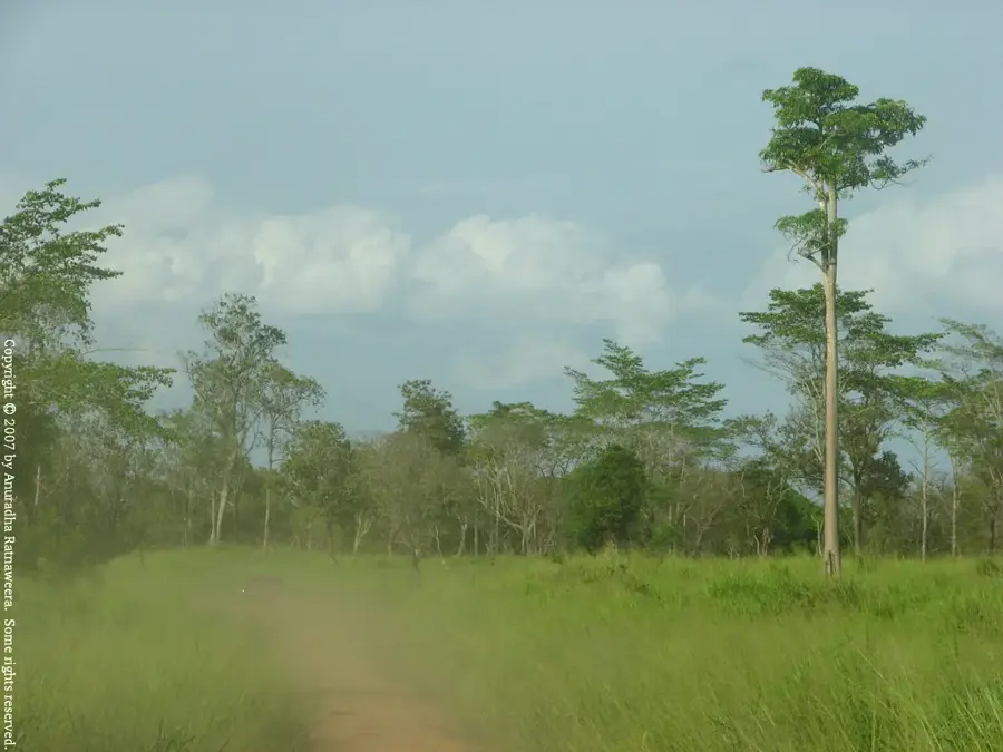 Maduru-Oya-Nationalpark — Mihintale (Sri Lanka)