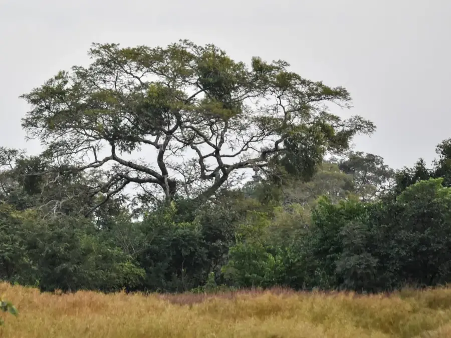 Mafou-Wald — Kissidougou (Guinea)
