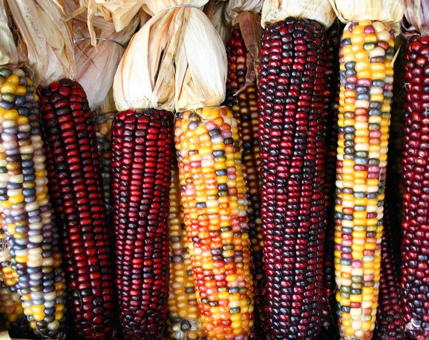 Maize Fields (Uganda)
